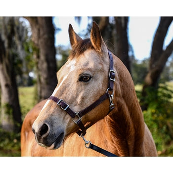 **BETTER THAN LEATHER** Buckle Nose Safety HALTER & LEAD made from 580 BETA BIOTHANE