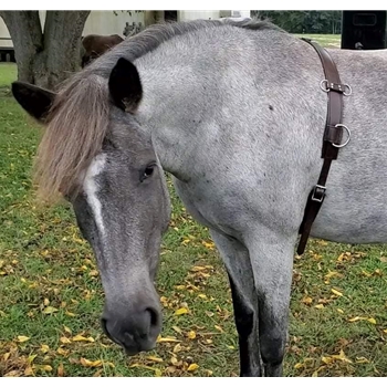 Lunging Surcingle made from Beta Biothane