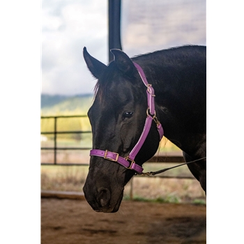 Buckle Nose Halter & Lead Beta Biothane Solid Colored