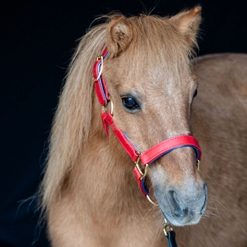 Any Color SAFETY HALTER & LEAD with BREAKAWAY LEATHER TAB made from BETA BIOTHANE (Solid Colored)