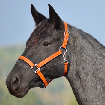 ORANGE HALTER & LEAD made from BETA BIOTHANE (Solid Colored)