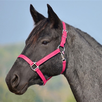 PINK HALTER & LEAD made from BETA BIOTHANE (Solid Colored)