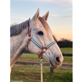 Any Color REFLECTIVE Turnout Halter made with Beta Biothane and Reflective Overlay