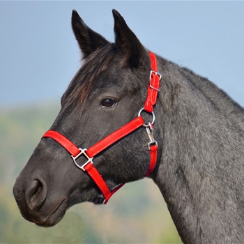 RED HALTER & LEAD made from BETA BIOTHANE (Solid Colored)