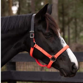 NYLON with Breakaway Leather Crown Safety Halter