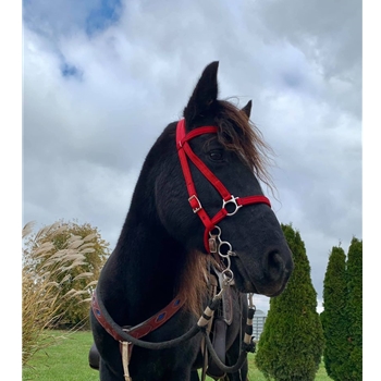 Icelandic BRIDLE with reins Beta Biothane - Solid Colored