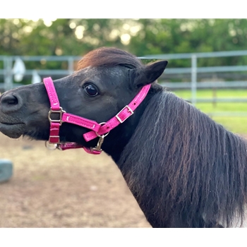 Any Color FIGURE 8 Style FOAL HALTER made from BETA BIOTHANE (Solid Colored)