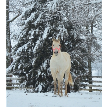Two Horse Tack Gift Card