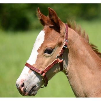 Any Color FIGURE 8 Style FOAL HALTER made from BETA BIOTHANE (Solid Colored)