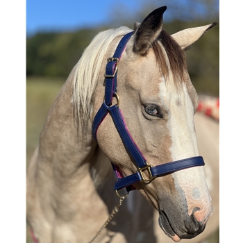 Padded Halter made from BETA BIOTHANE with NO RUB Padding