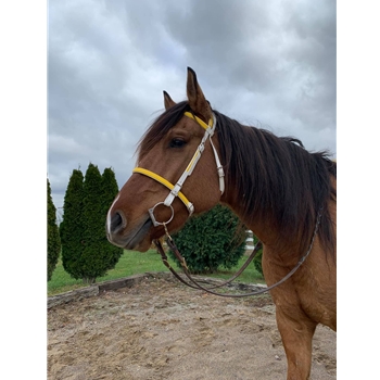 PADDED English CONVERT A BRIDLE made from BETA BIOTHANE with NEOPRENE padding