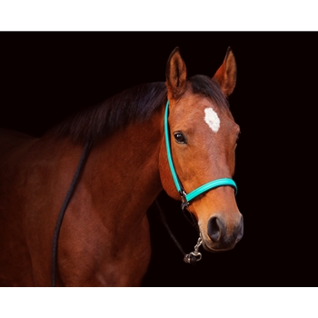 GROOMING HALTER & LEAD made from BETA BIOTHANE (Solid Colored)