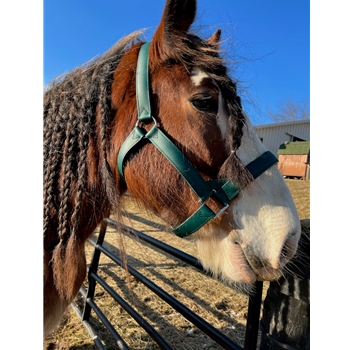 1.5 inch Heavy Duty DRAFT HORSE HALTER (Solid Colored)