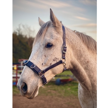 Lunging Cavesson with Padded Noseband Made from Beta Biothane – Two Horse Tack