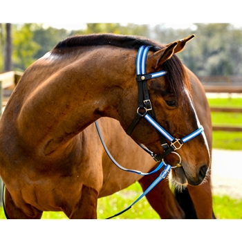 **WHOLESALE Tack** Quick Change HALTER BRIDLE with Snap on Browband made with REFLECTIVE DAY GLO Biothane