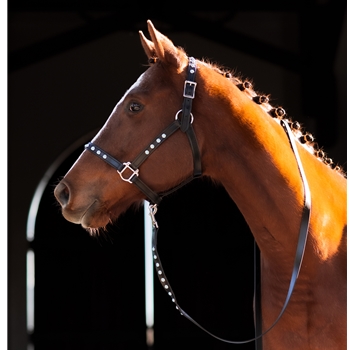 STABLE HALTER & LEAD made from LEATHER