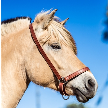 GROOMING HALTER & LEAD made from BETA BIOTHANE (with BLING)