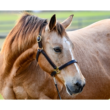 Turnout HALTER & LEAD made from LEATHER 