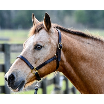 Leather Turnout Halter, Breakaway Halters For Horses Leather Turnout Halter, Breakaway Halters For Horses
