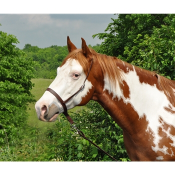 ENGLISH BRIDLE made from Beta Biothane (Solid Colored)