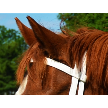 ENGLISH BRIDLE made from Beta Biothane (Solid Colored)