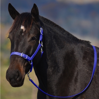 WARMBLOOD/THOROUGHBRED SIZE Buckle Nose Halter made from BETA BIOTHANE 