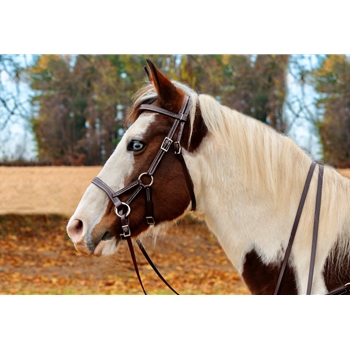 WESTERN BRIDLE (Full Browband) made from BETA BIOTHANE (Solid Colored