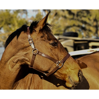 Two Horse Tack Sponsorship Request Form