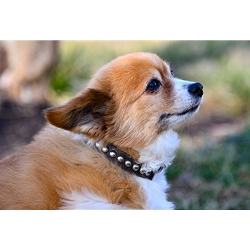 DOG COLLAR made from BETA BIOTHANE (with SILVER SPOTS/STUDS)