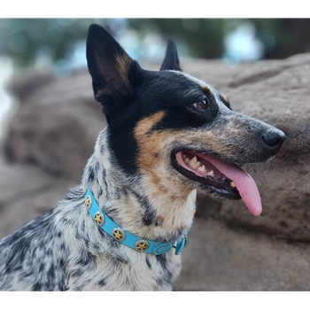 DOG COLLAR made from BETA BIOTHANE (with Texas Star Conchos)