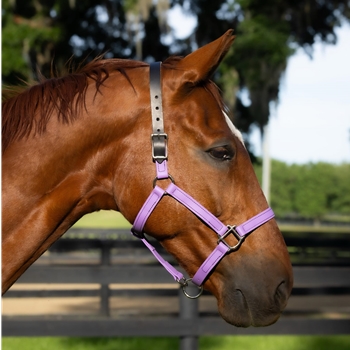 READY MADE - BLACK HALTER Made from Beta Biothane