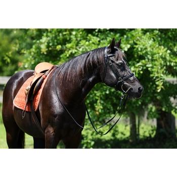 READY MADE - BLACK ENGLISH BRIDLE and REINS made from Beta Biothane