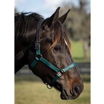 READY MADE - BLACK HALTER Made from Beta Biothane