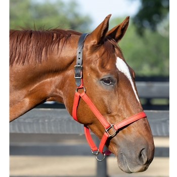 READY MADE - BLACK HALTER Made from Beta Biothane