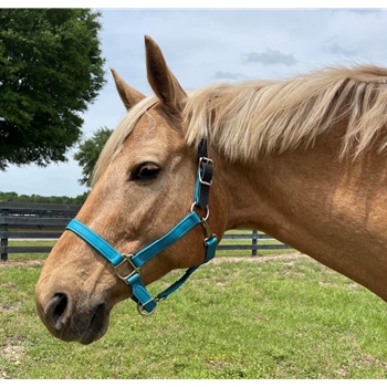 READY MADE - BLACK HALTER Made from Beta Biothane