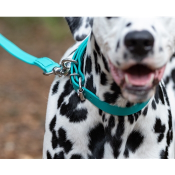 DOG COLLAR made from TEAL BETA BIOTHANE