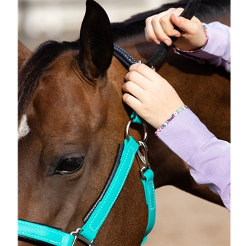 Buy A Teal Beta Biothane Halter at Two Horse Tack