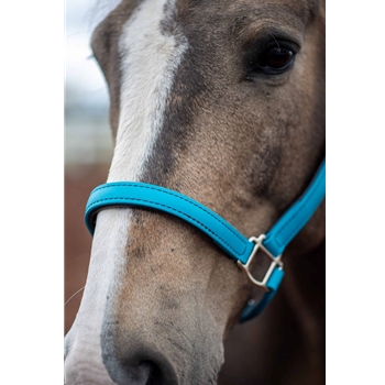 Buy An Aqua Beta Biothane Halter at Two Horse Tack