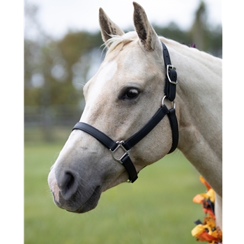 Buy A Black Beta Biothane Halter at Two Horse Tack