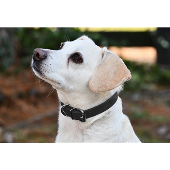 DOG COLLAR made from Black BETA BIOTHANE