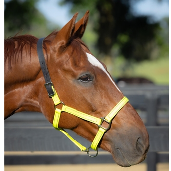 READY MADE - BLACK HALTER Made from Beta Biothane