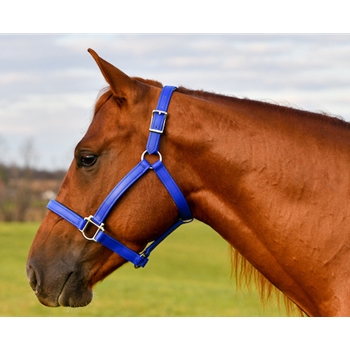 Buy A Royal Blue Beta Biothane Halter at Two Horse Tack