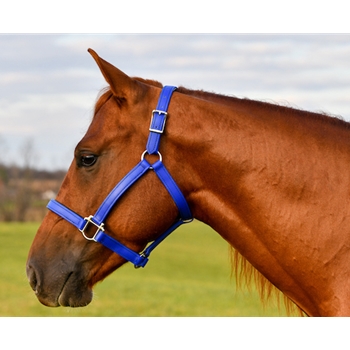 Buy A Roybal Blue Beta Biothane Halter at Two Horse Tack