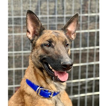 DOG COLLAR made from Royal Blue BETA BIOTHANE