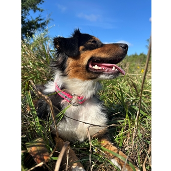 personalisierte hundeleine Hundeleine