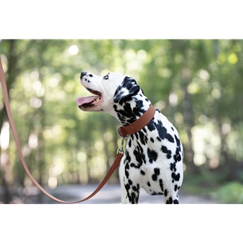 Medium Brown Beta Biothane Dog Collar - Any Size